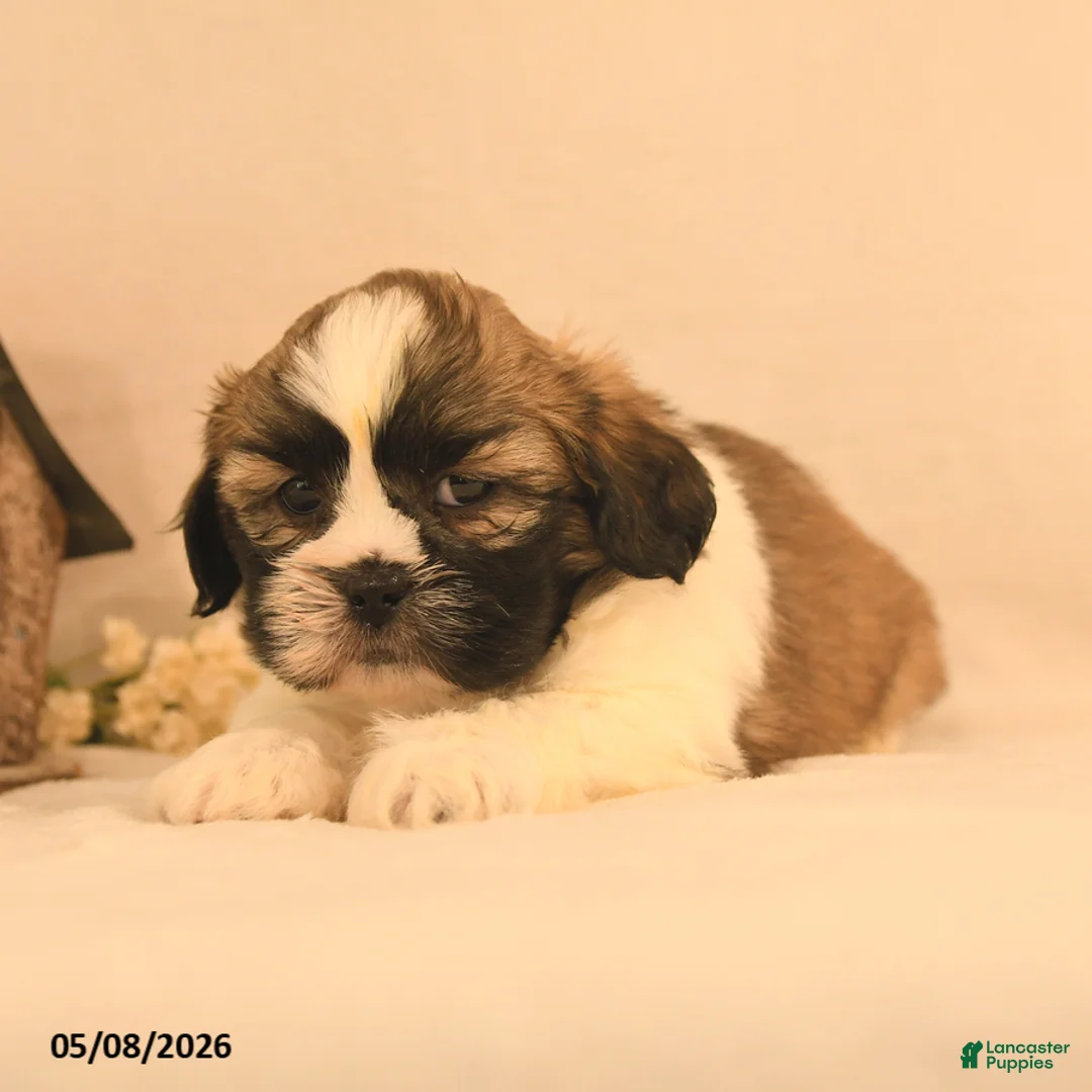 Shih Tzu dogs for sale: Jesse - Ad 3