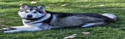 Alaskan Malamute dogs for sale: Alaskan Malamute 1 - Ad 2