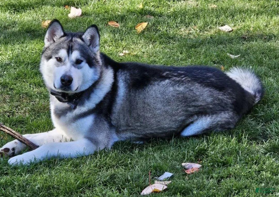 Alaskan Malamute dogs for sale: Alaskan Malamute 1 - Ad 2