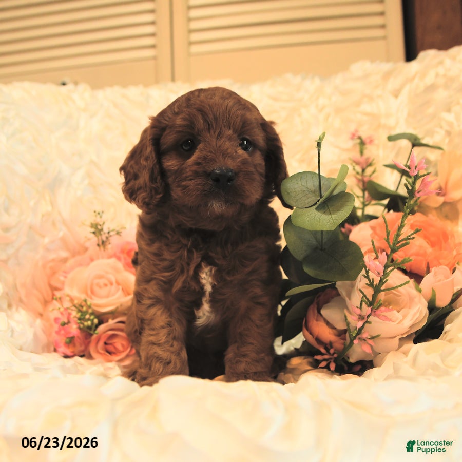 Cavapoo dogs Calvin - Ad 1