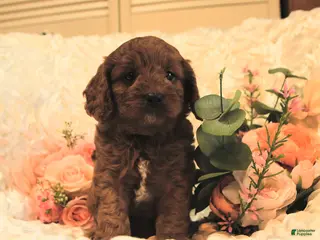 Cavapoo dogs for sale: Calvin - Ad 2