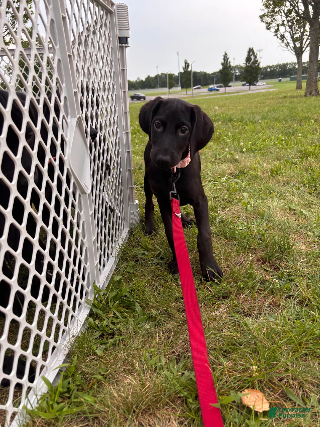 Mixed Breed dogs for sale: Raye - Ad 1