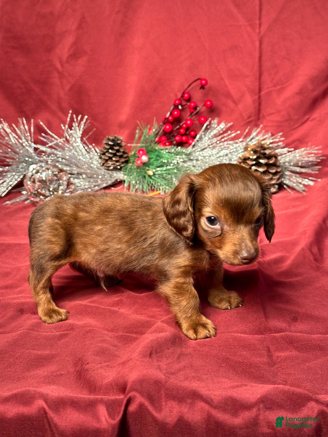 Miniature Dachshund dogs for sale: Preston - Ad 2