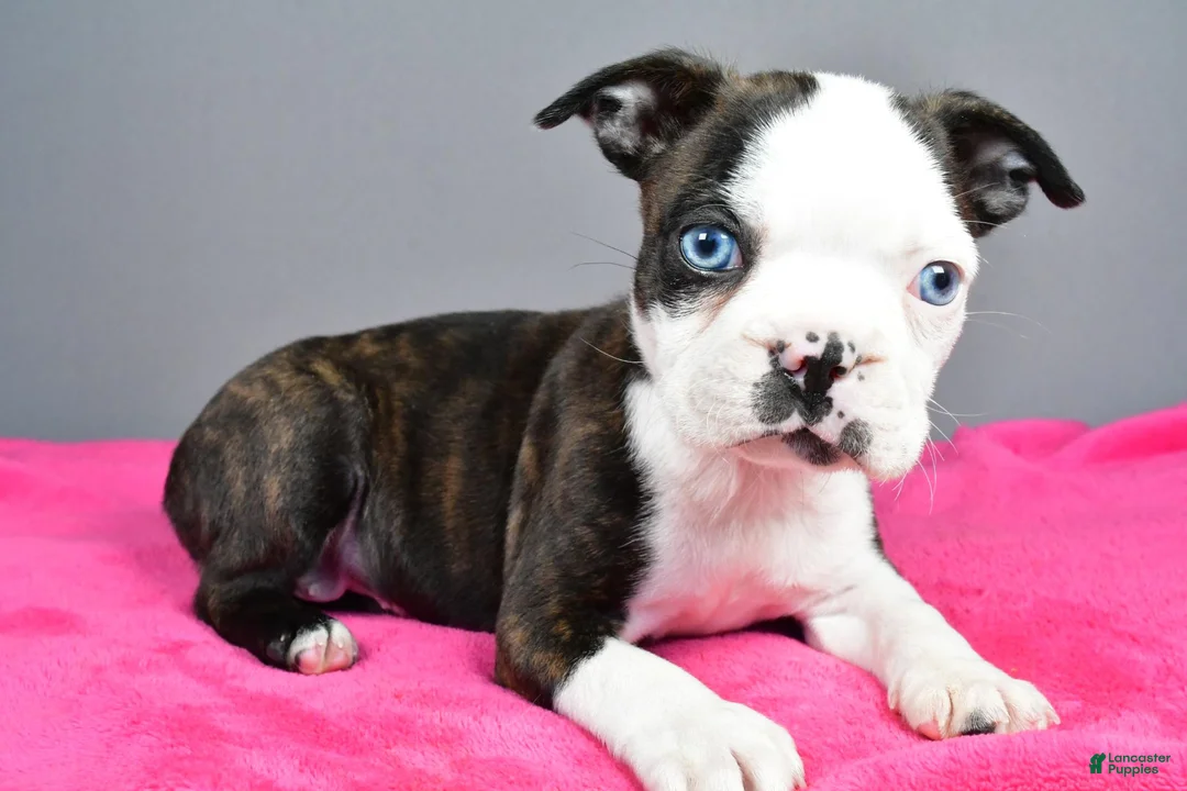Boston Terrier dogs for sale: Bella - Ad 9