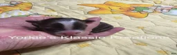 Yorkshire Terrier dogs for sale: MADDEN  - Ad 3