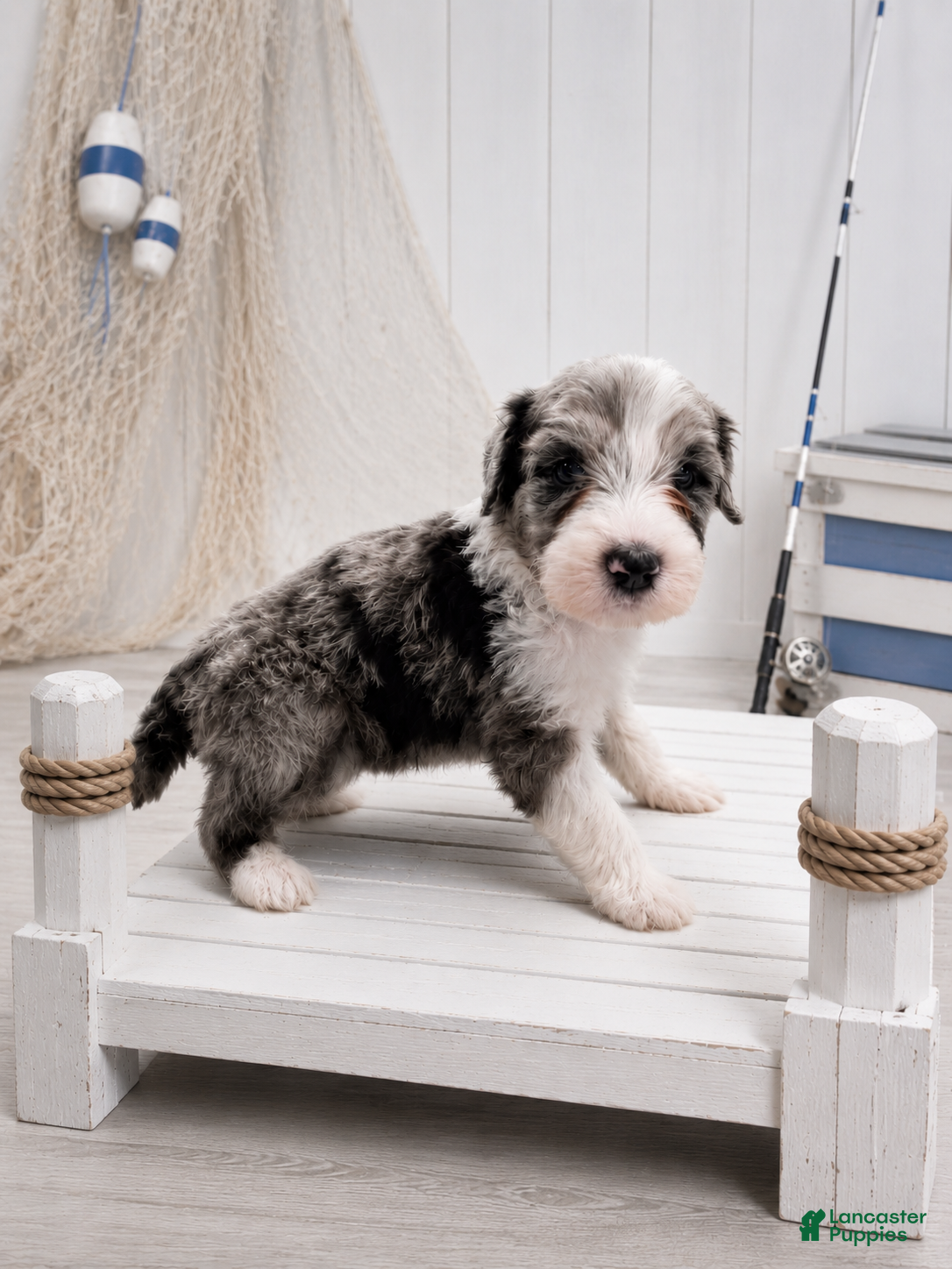 Sheepadoodle dogs Sheepadoodle 9 - Ad 2