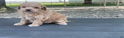 Miniature Poodle dogs for sale: Albert Miniature Poodle Puppy  - Ad 9