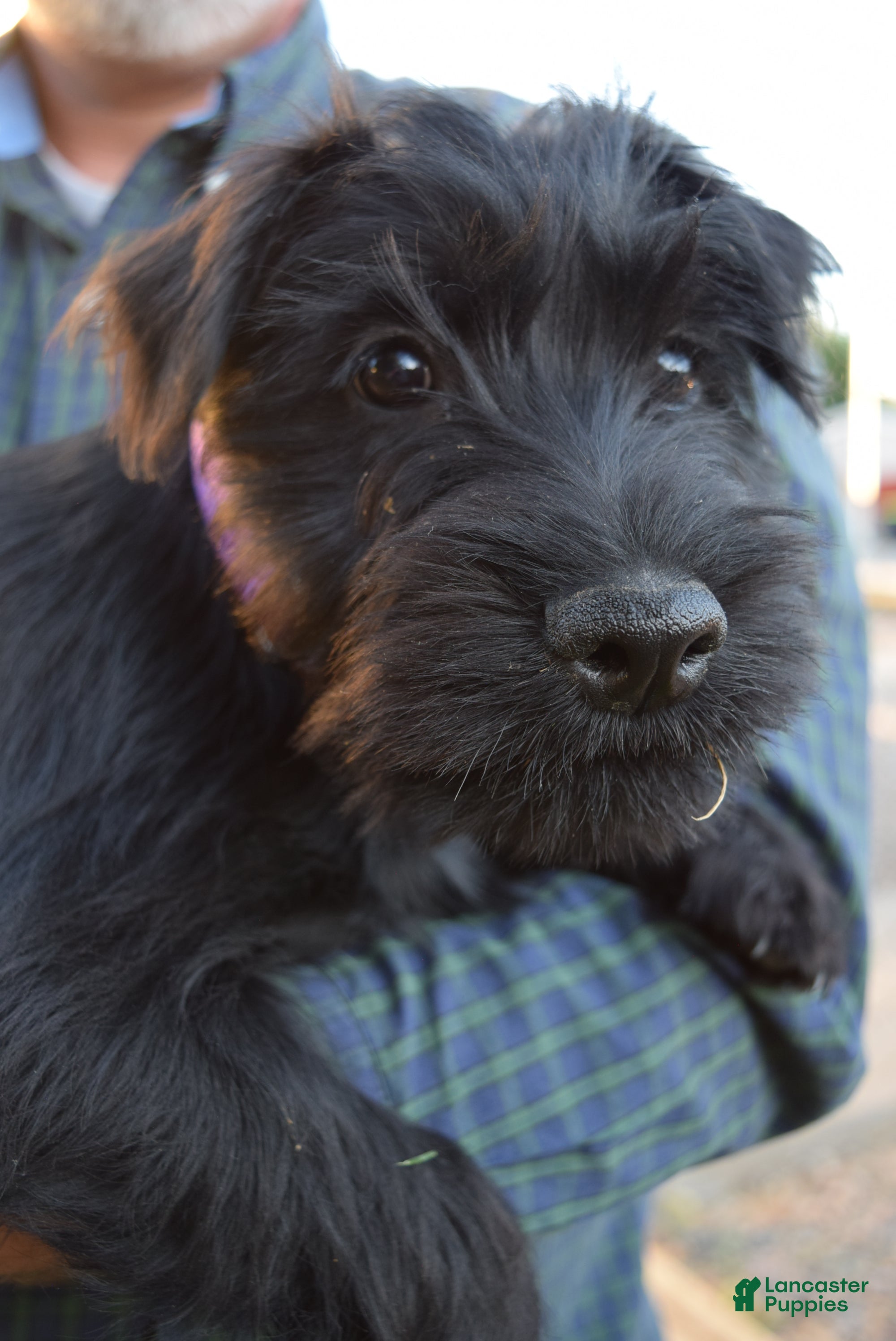 Standard Schnauzer Puppies for sale Lancaster Puppies