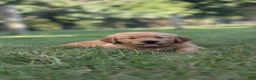 Golden Retriever dogs for sale: Harper - Ad 2