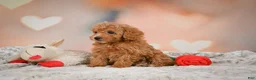 Toy Poodle dogs for sale: Haley - Ad 14