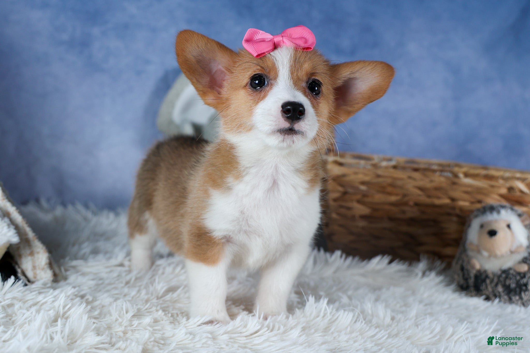 Welsh Corgi Pembroke dogs Lexi - Ad 2