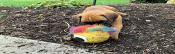 Boxer dogs for sale: Sarah - Ad 2