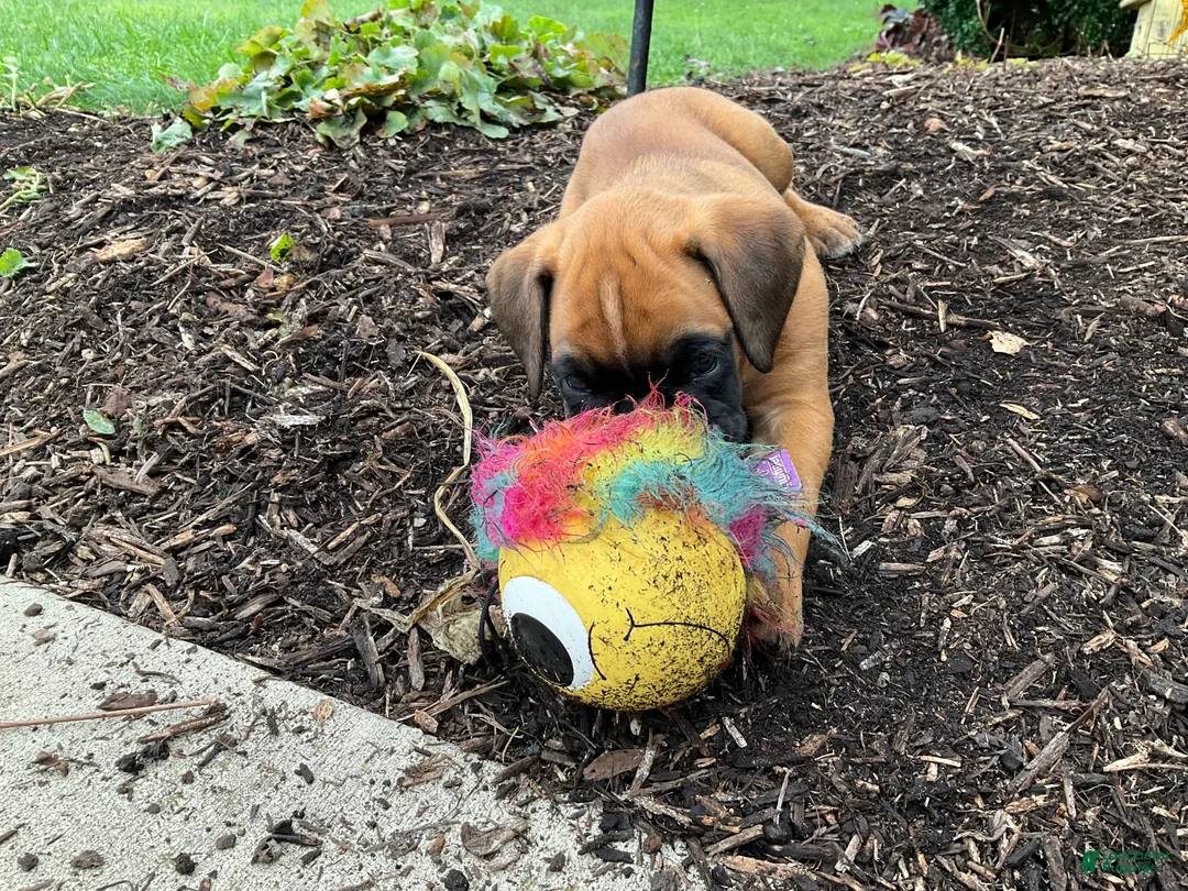 Boxer dogs for sale: Sarah - Ad 2