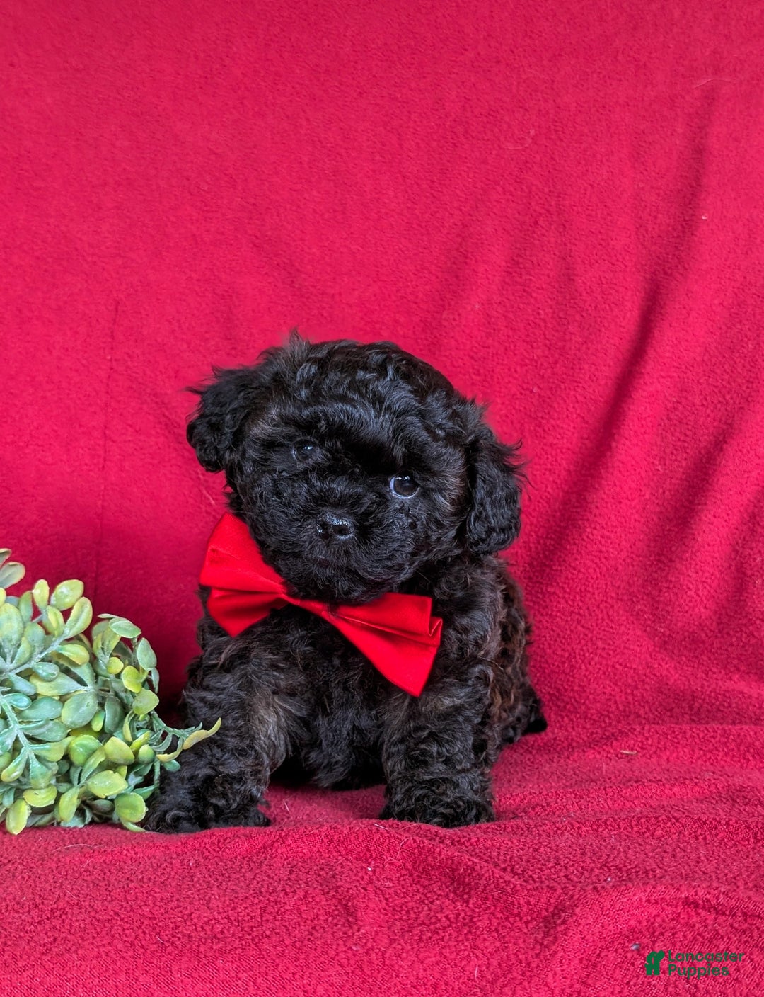 Shihpoo dogs for sale: Collin - Ad 5