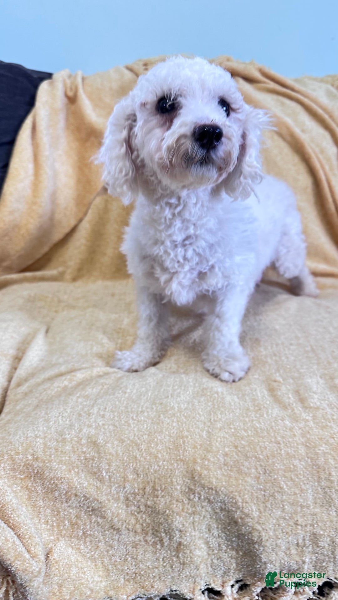 Cavachon dogs for sale: Murphy - Ad 5