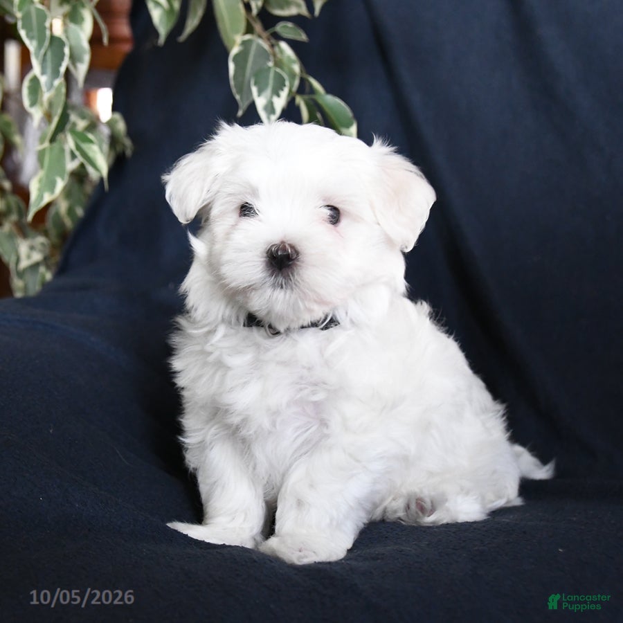 Maltese dogs Fiona - Ad 1