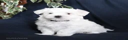 Maltese dogs for sale: Fiona - Ad 1