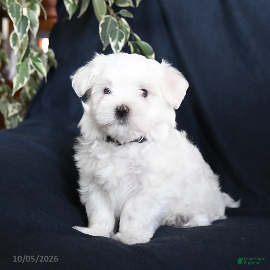 Maltese dogs for sale: Fiona - Ad 1