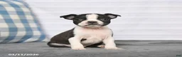 Boston Terrier dogs for sale: Renee - Ad 1