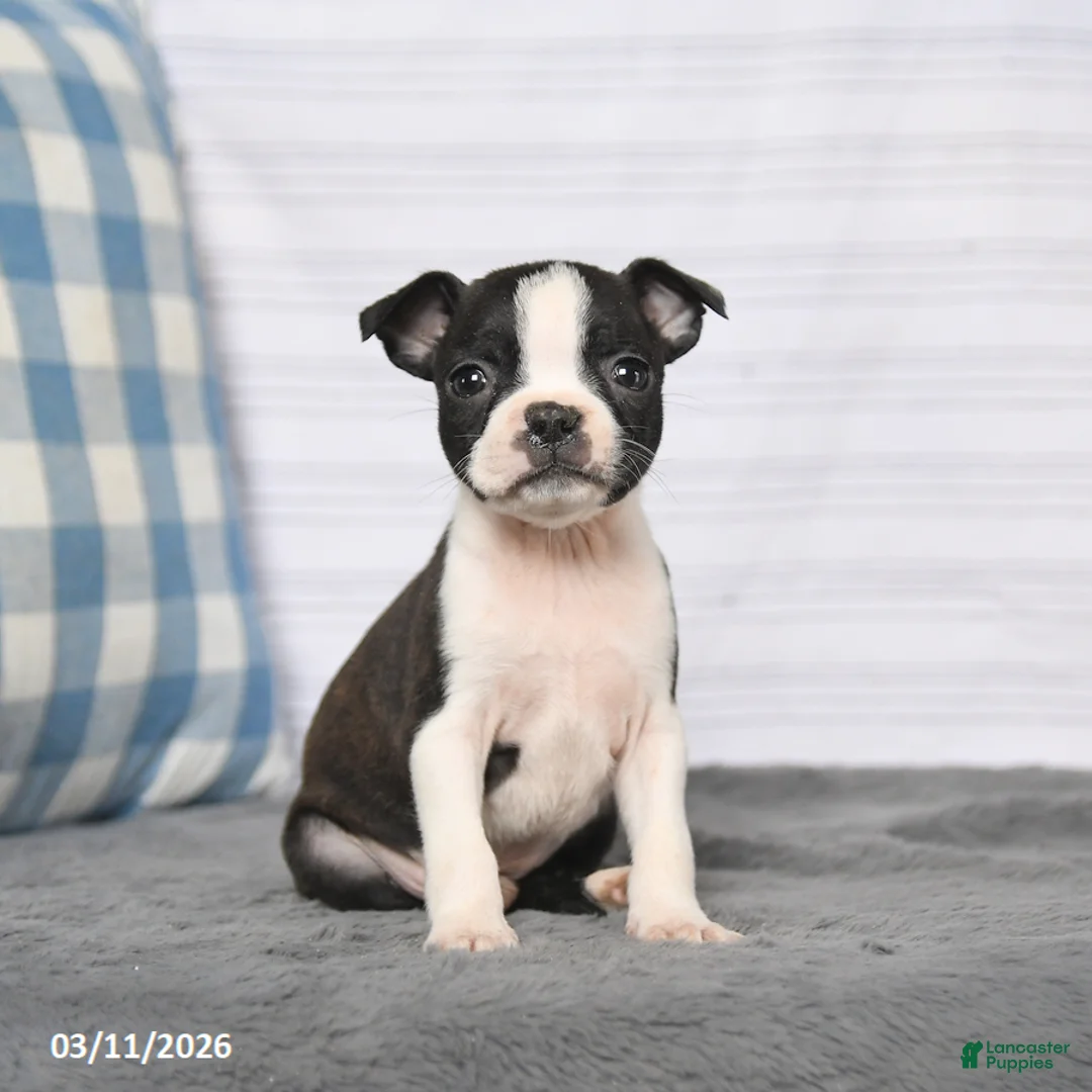 Boston Terrier dogs for sale: Renee - Ad 1