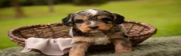 Mini Bernedoodle dogs for sale: Cornell F1 Mini Bernedoodle  - Ad 4