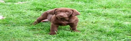 Labrador Retriever dogs for sale: Mirabel - Ad 2