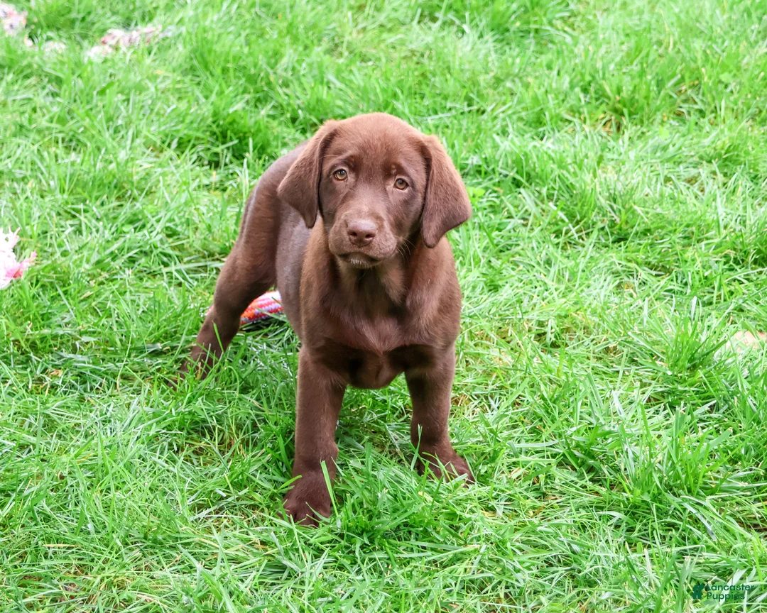 Labrador Retriever dogs for sale: Mirabel - Ad 2