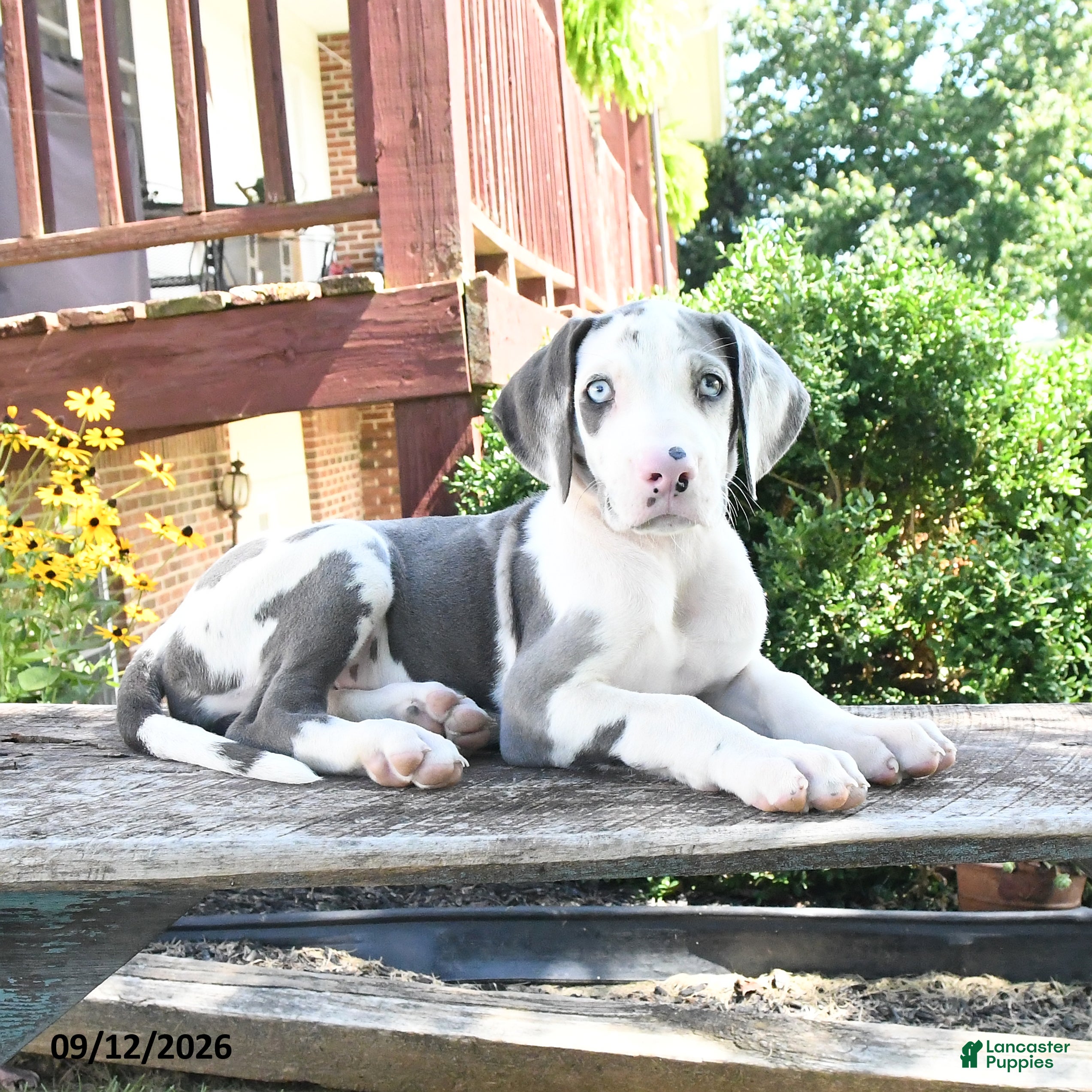 Great Dane dogs Lucy - Ad 1