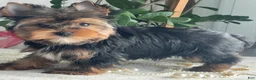 Yorkshire Terrier dogs for sale: Frisby - Ad 3