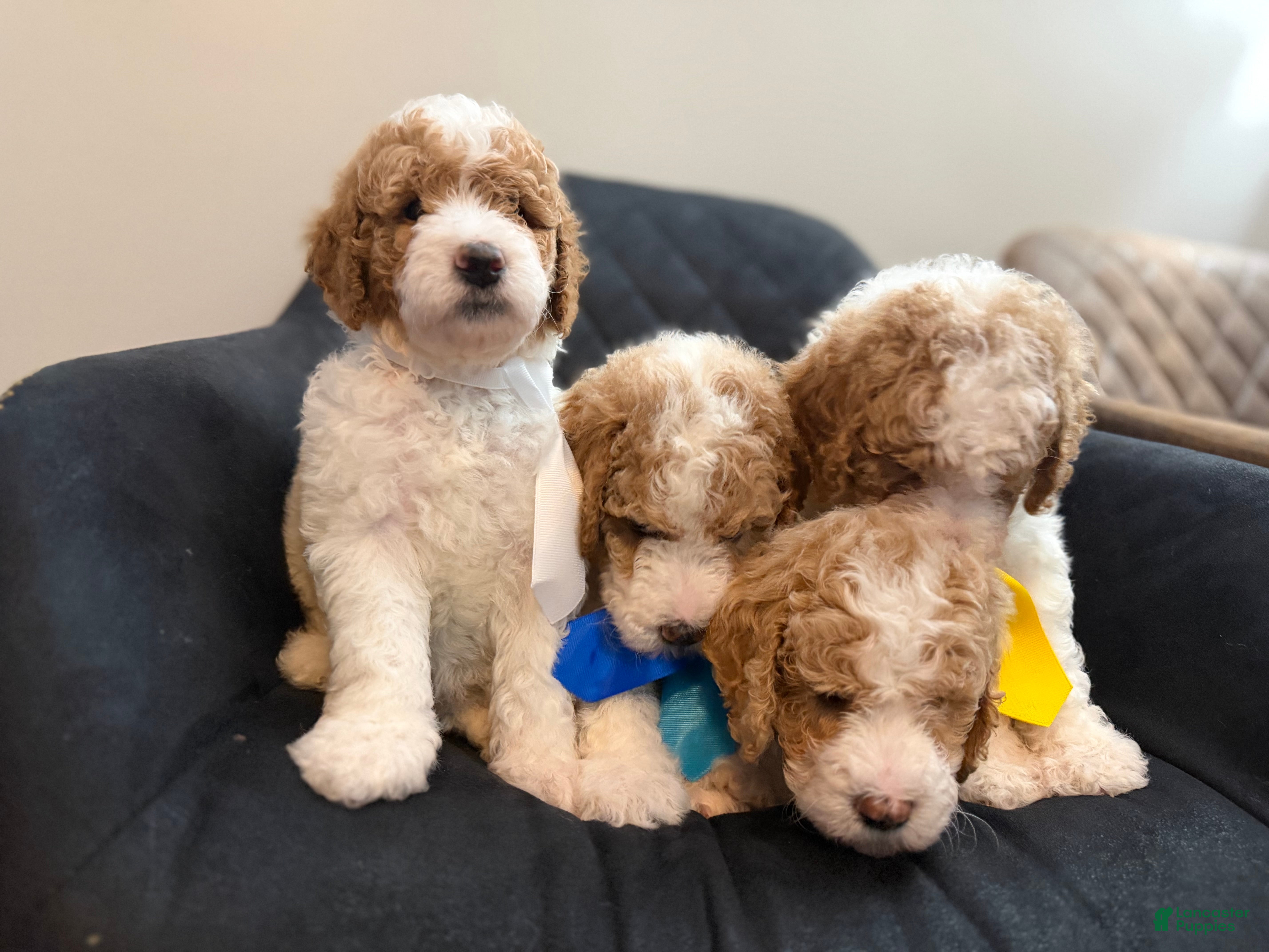 Standard Poodle dogs England - Ad 1