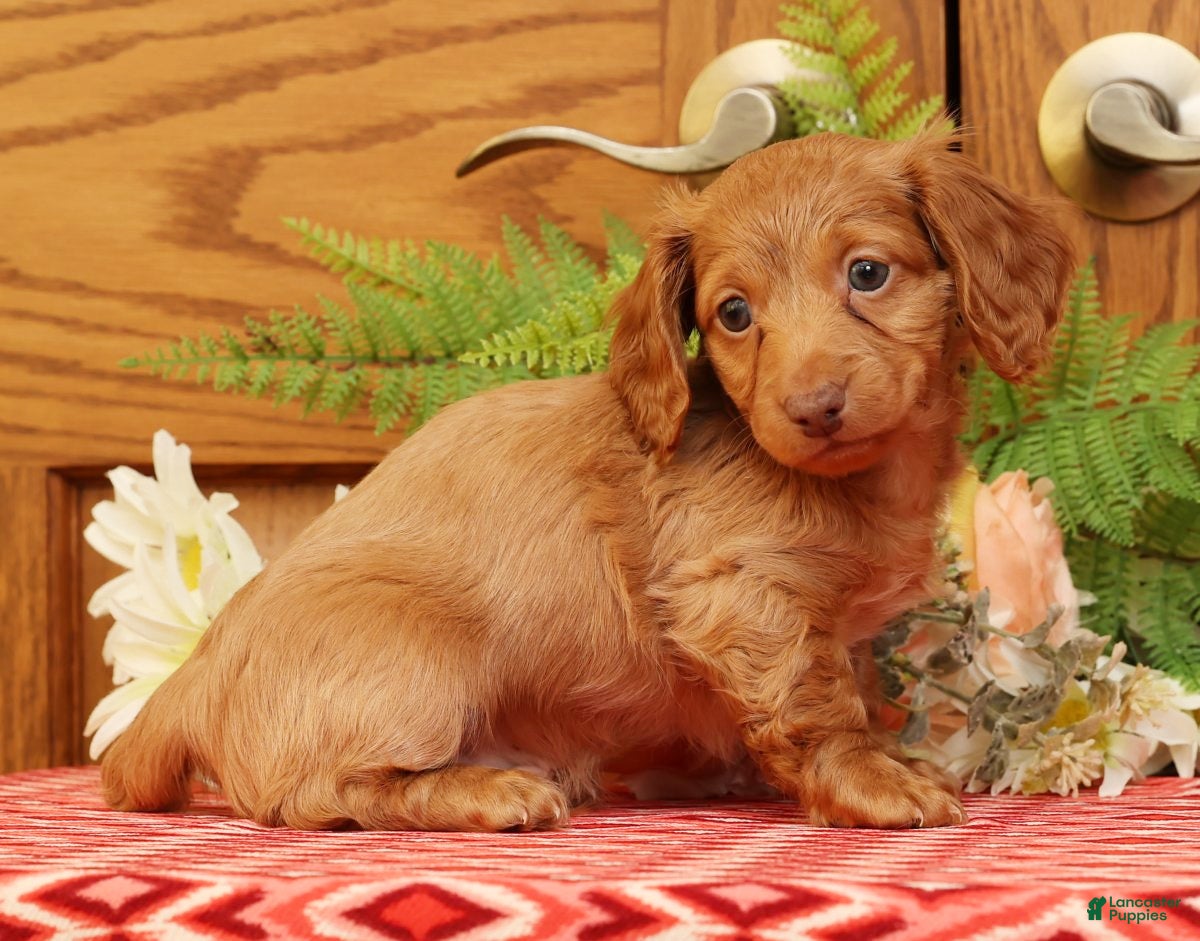 Miniature Dachshund dogs Darvin - Ad 24