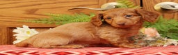 Miniature Dachshund dogs for sale: Darvin - Ad 1