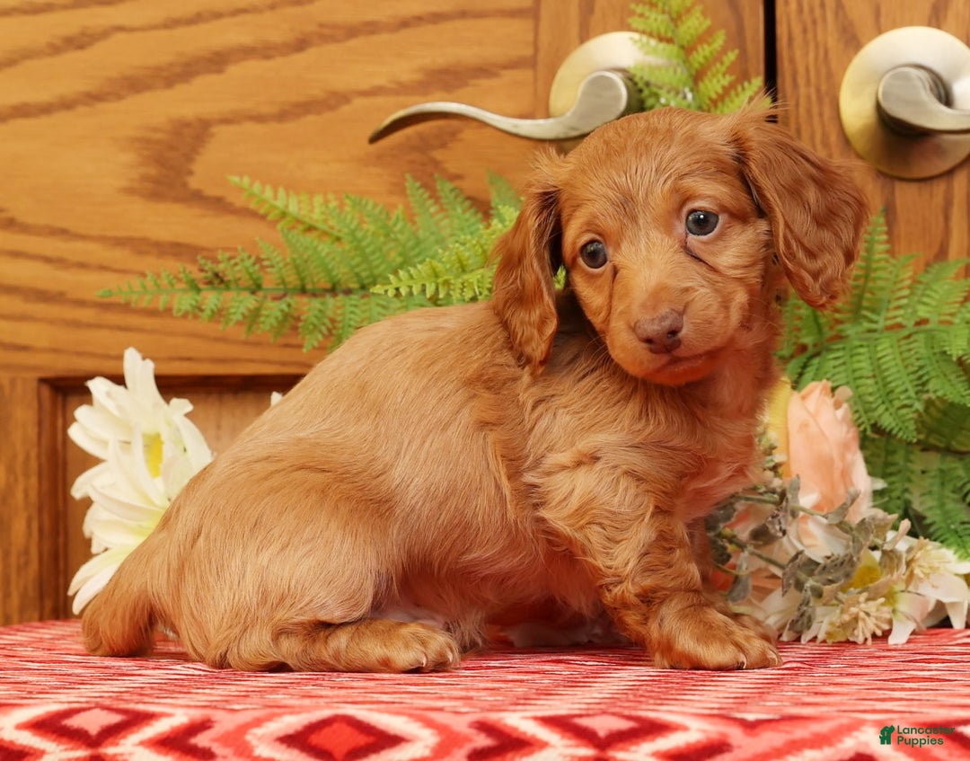 Miniature Dachshund dogs for sale: Darvin - Ad 1