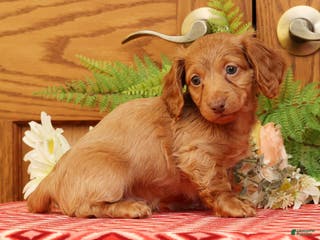 Miniature Dachshund dogs Darvin - Ad 38
