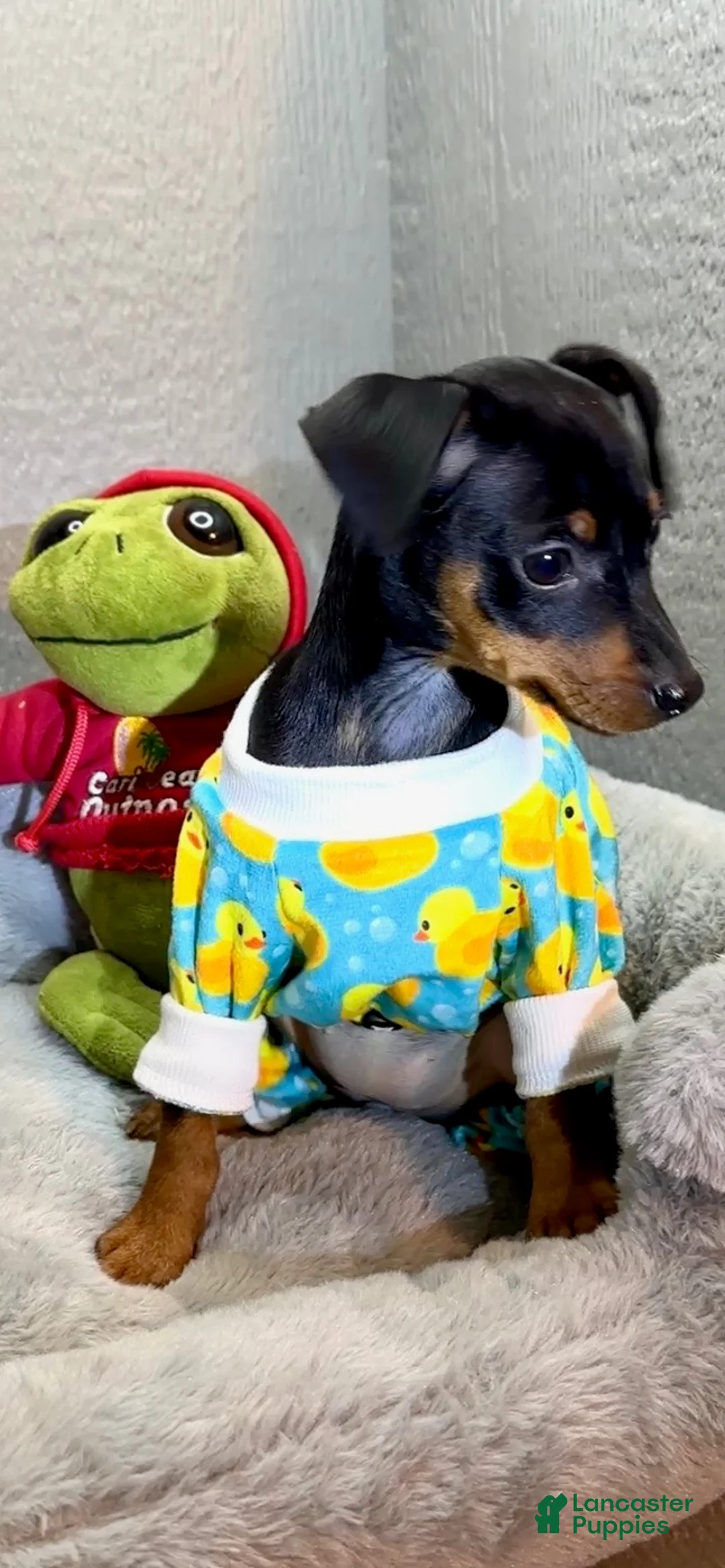 Miniature Pinscher dogs for sale: Breezy - Ad 2
