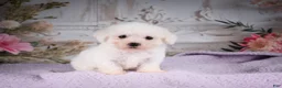 Bichon Frise dogs for sale: AKC-Ringo - Ad 6
