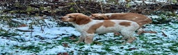 Brittany Spaniel dogs for sale: Dash - Ad 3