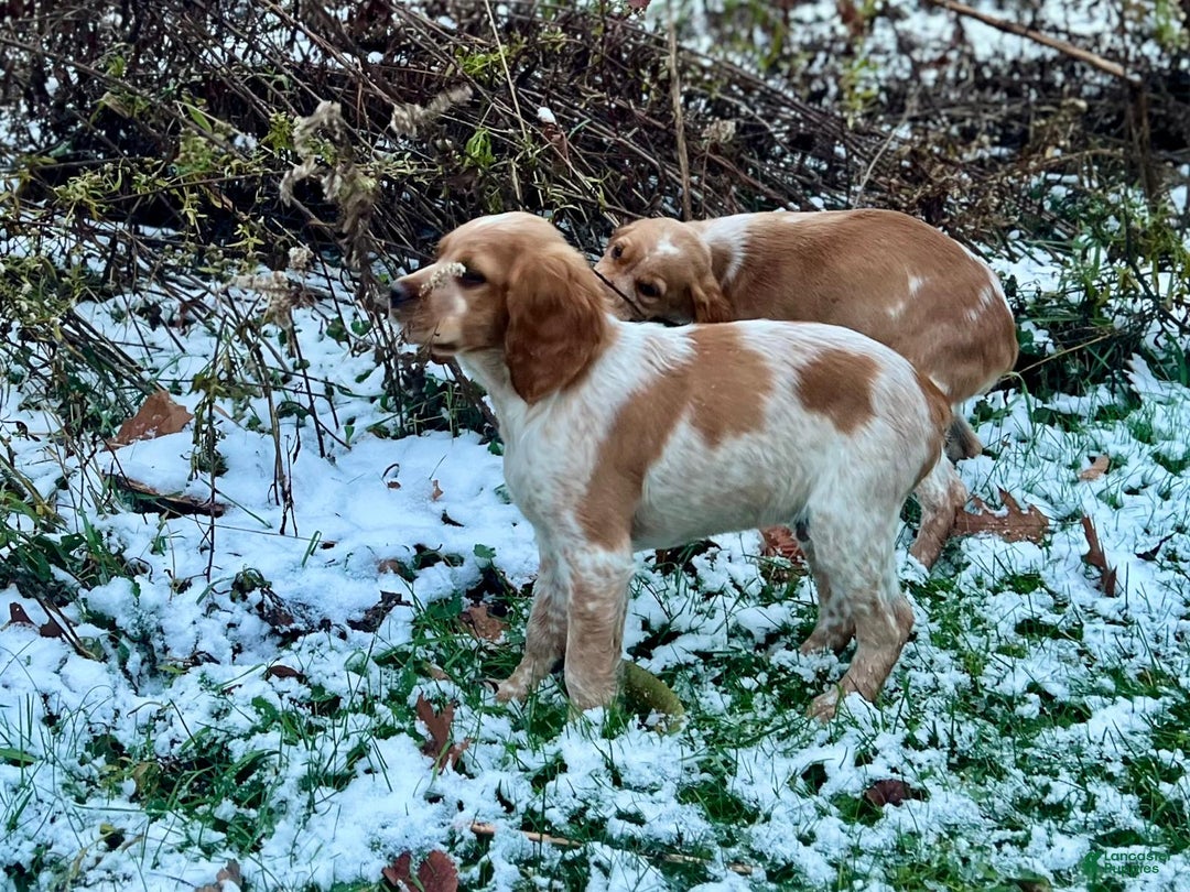Brittany Spaniel dogs for sale: Dash - Ad 3