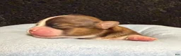 Chihuahua dogs for sale: Chihuahua 2 - Ad 14