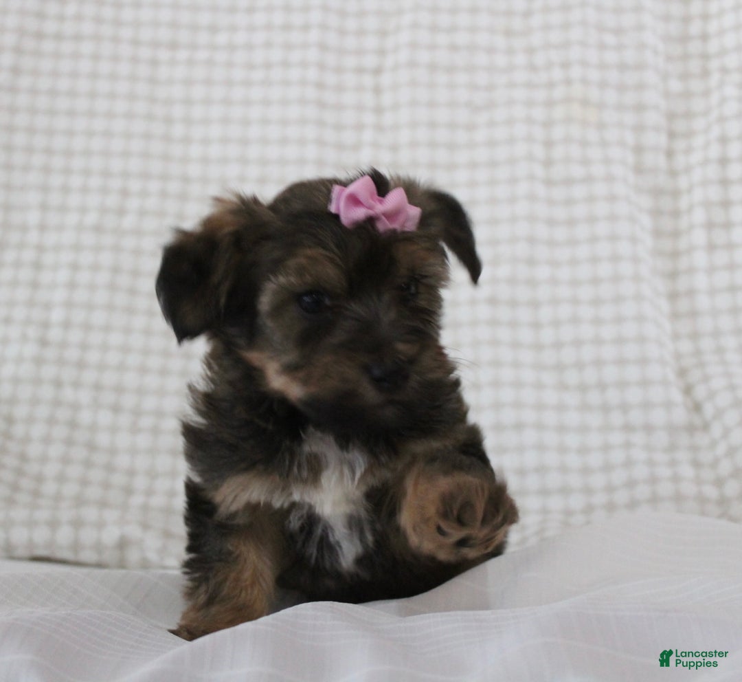 Yorkiepoo dogs for sale: Angel - Ad 5
