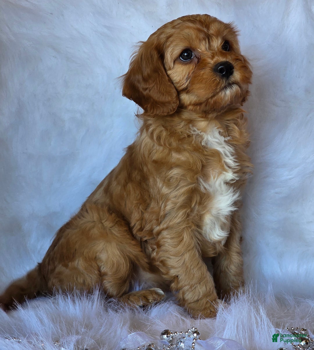 Cavapoo dogs for sale: Winston - Ad 7