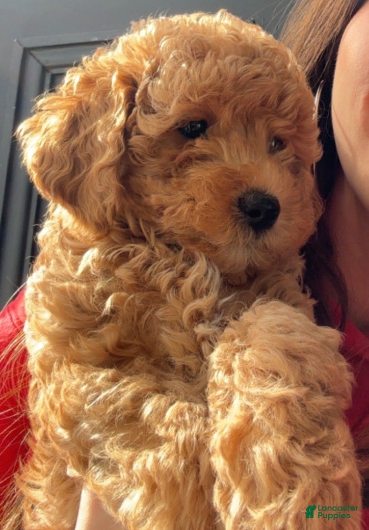 Mixed Breed dogs Walnut - Ad 1