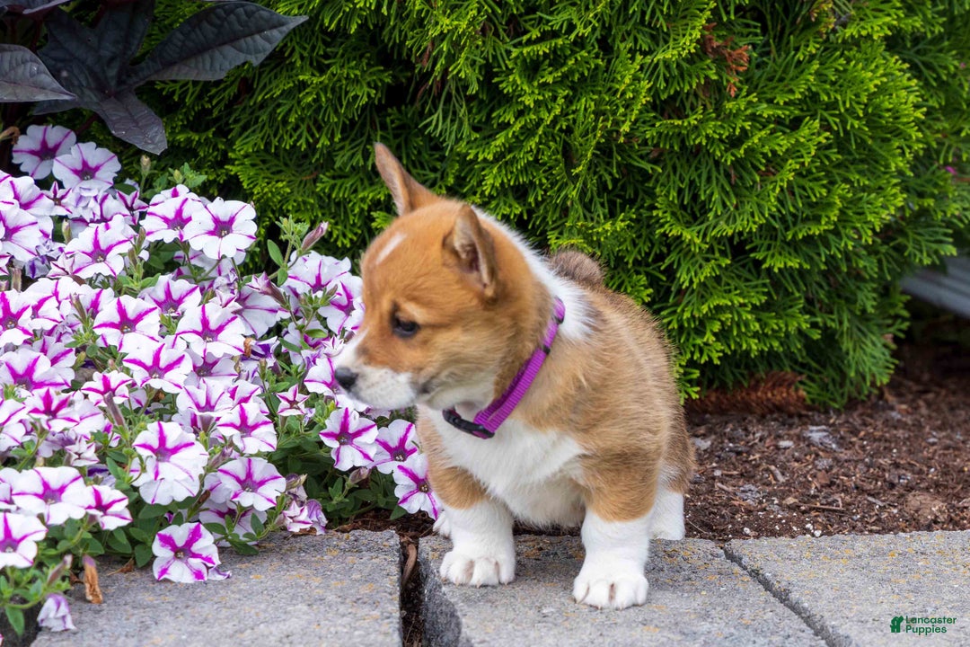 Gallery Image {{count}}