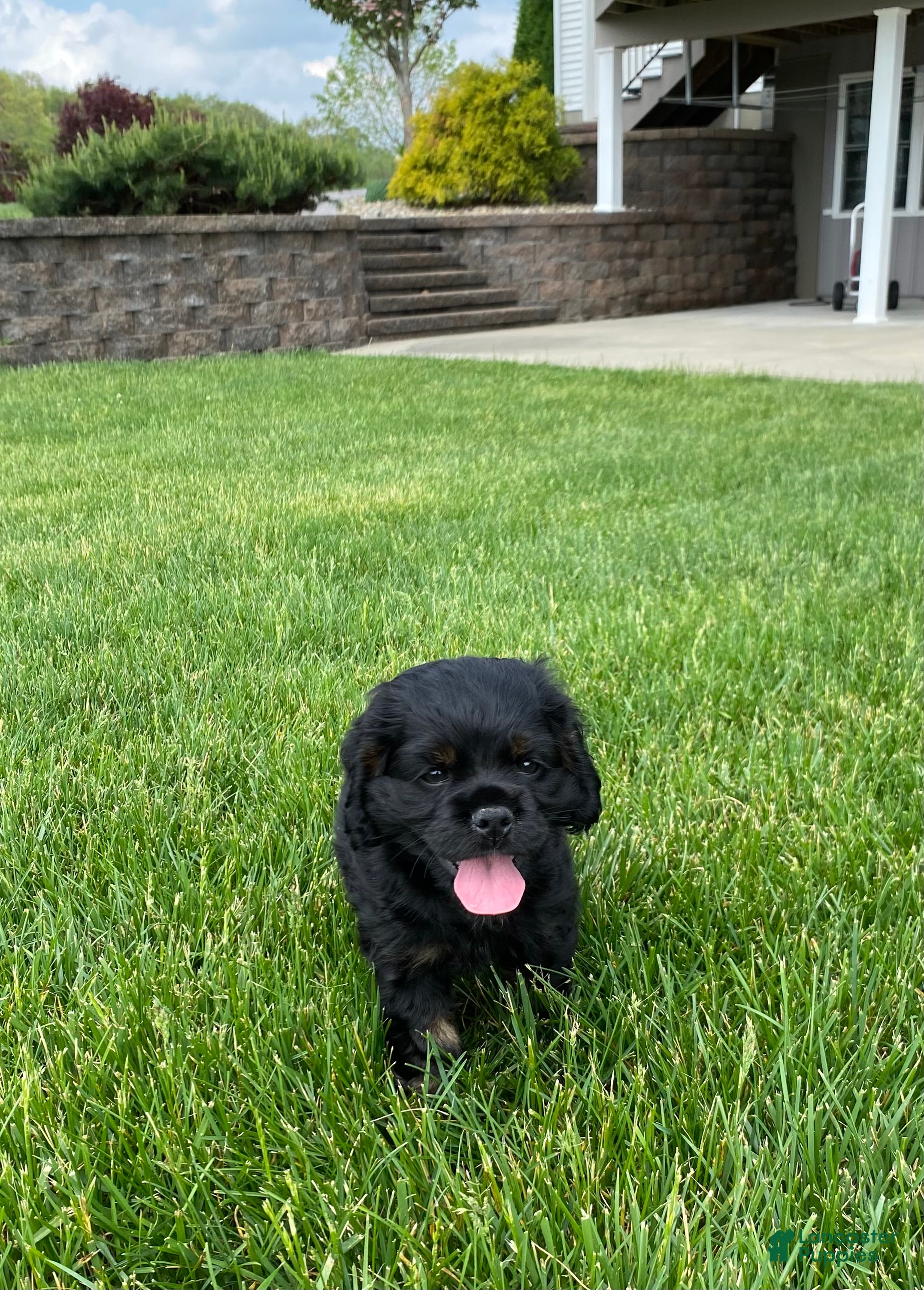 Cocker Spaniel dogs Avery - Ad 1