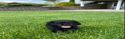 Cocker Spaniel dogs for sale: Avery - Ad 3