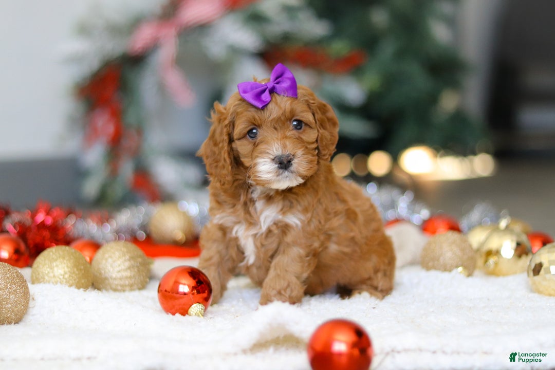 Cockapoo dogs for sale: Violet - Ad 1