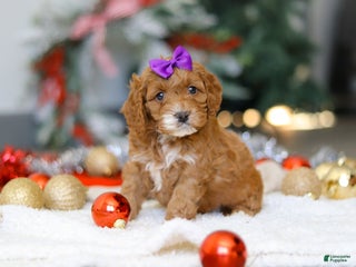 Cockapoo dogs Violet - Ad 18