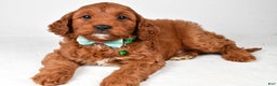Cavapoo dogs for sale: Titus - Ad 3