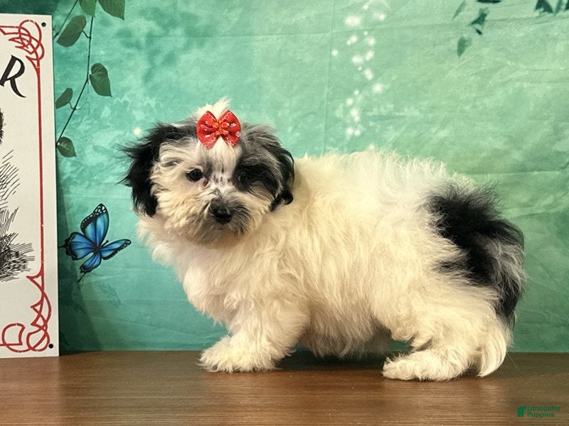 Teddy Bear dogs Patsy - Ad 2