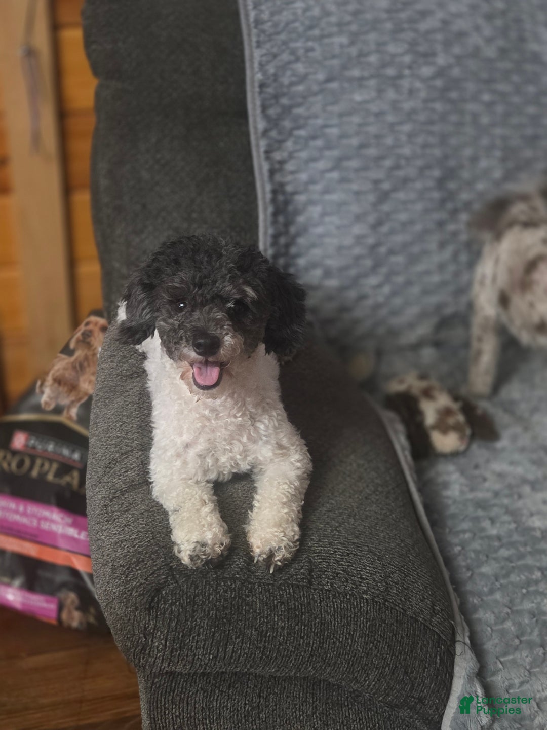 Toy Poodle dogs for sale: Toy Poodle Puppy 1 - Ad 9